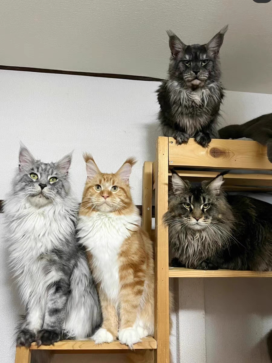 猫舍直销,批发价出售,缅因猫